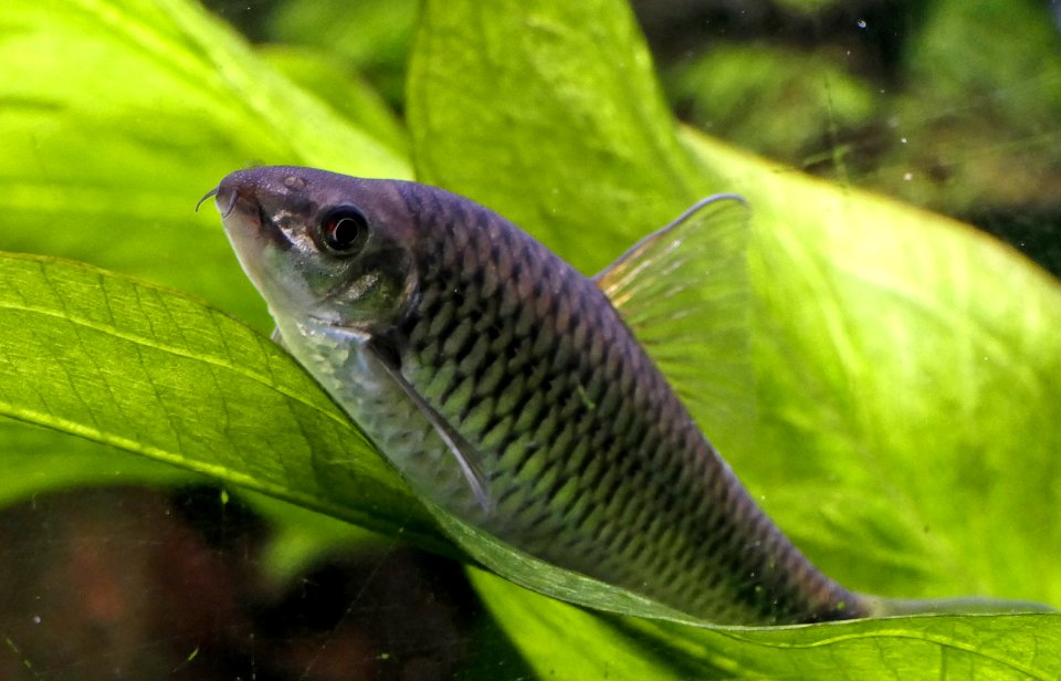 Holotylognathus reticulatus oder Crossocheilus reticulatus - Puzzlebarbe (2)