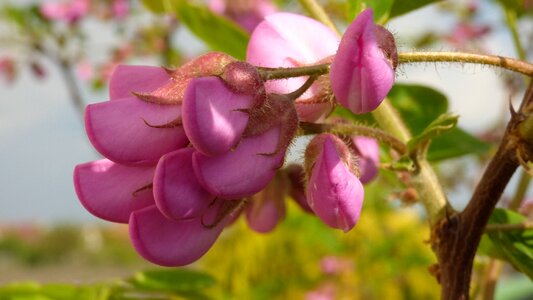 Acacia pink flowers