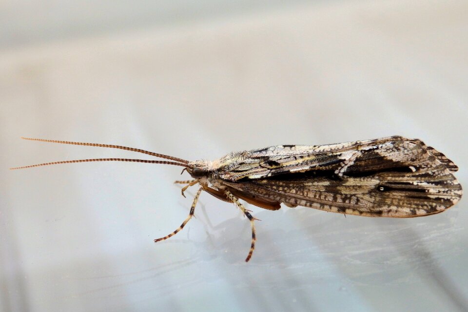 Wings nature a moth
