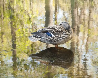 Bird water lake photo