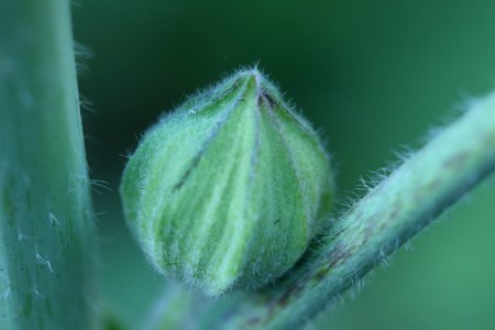 Hollyhock public domain IMG 1922