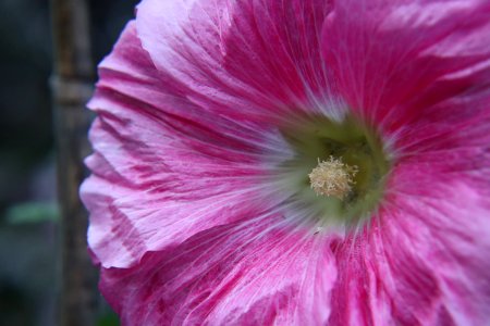 Hollyhock public domain IMG 6697