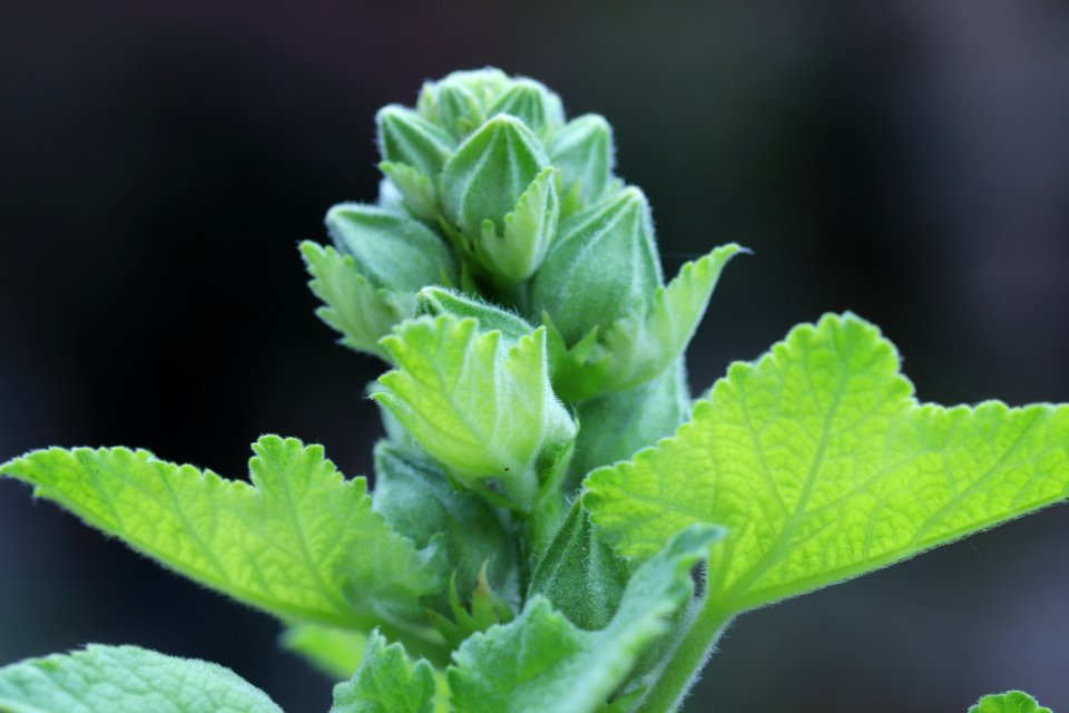 Hollyhock buds public domain IMG 6884