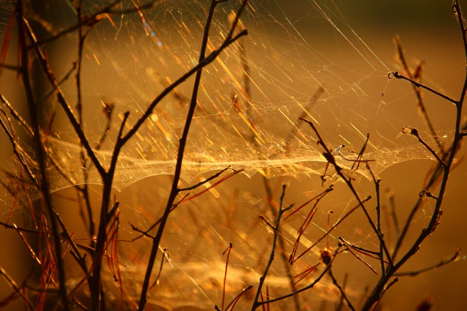 Sunlight spun yarn branch