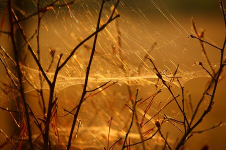 Sunlight spun yarn branch
