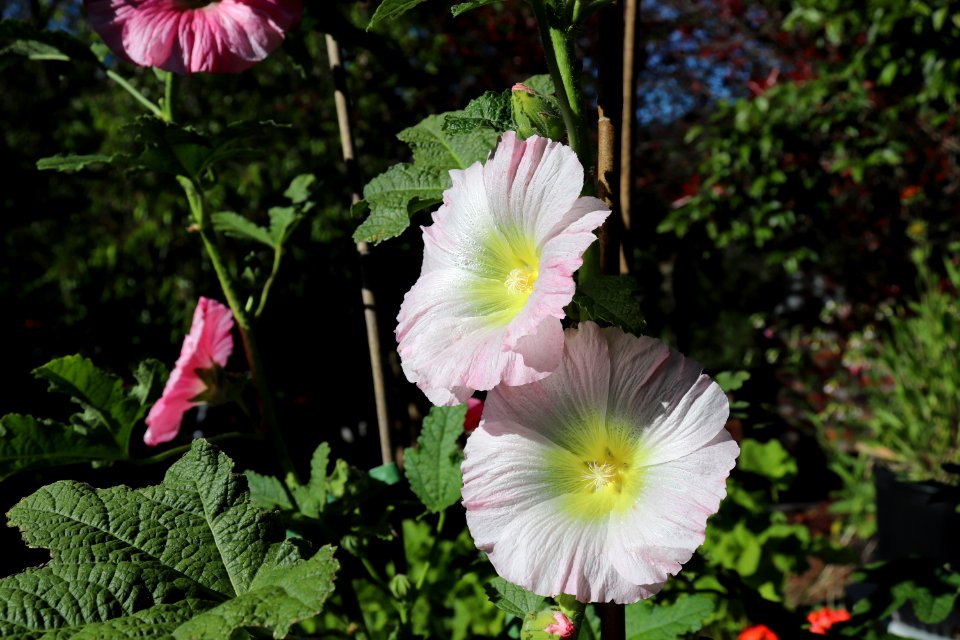 Hollyhock public domain IMG 0855