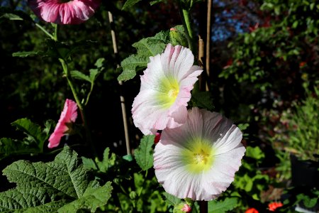 Hollyhock public domain IMG 0855 photo