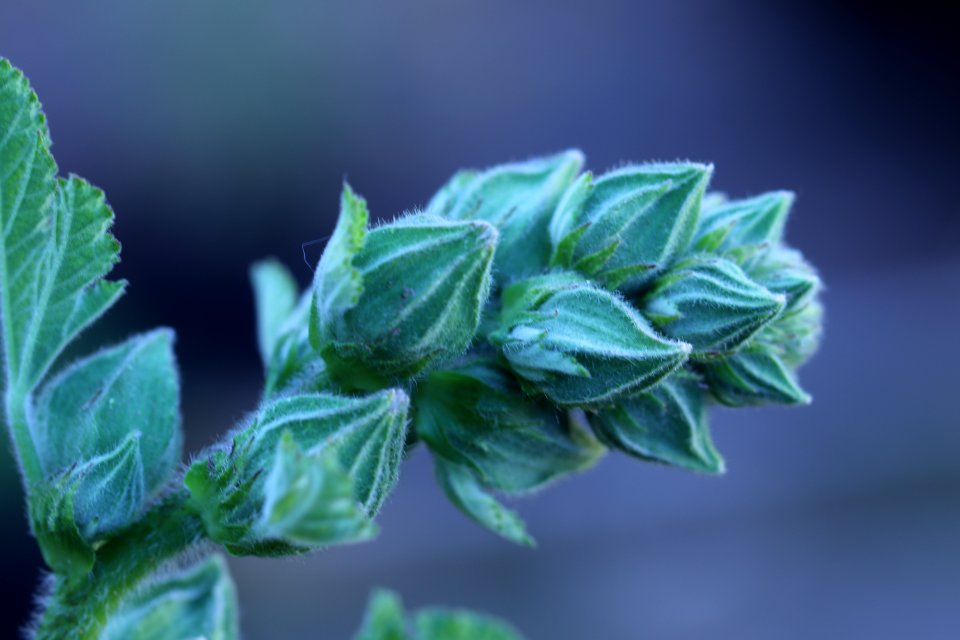 Hollyhock flower buds IMG 1180