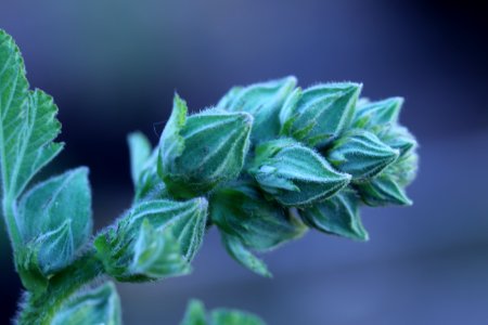 Hollyhock flower buds IMG 1180