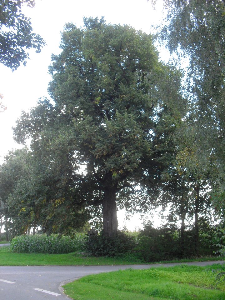 Holsen-Linde Enkhauser Weg