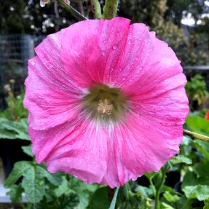 Hollyhock public domain IMG 9645