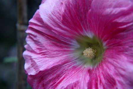 Hollyhock public domain IMG 6703 photo