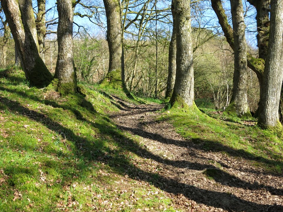 Spring sunlight shadows