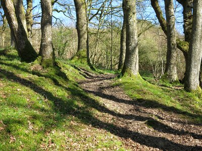 Spring sunlight shadows photo