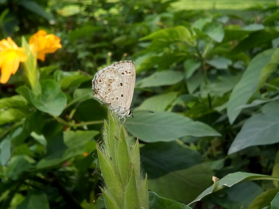 White butterfly green insects