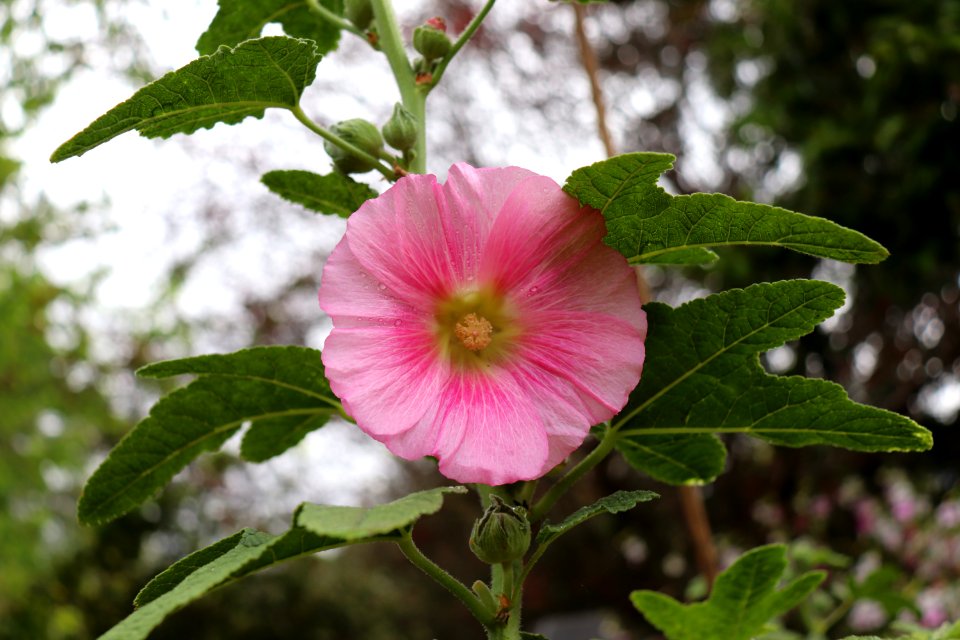 Hollyhock public domain IMG 4482 photo