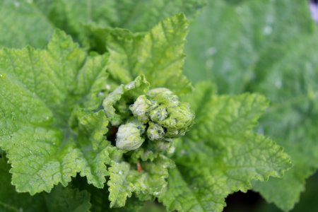 Hollyhock public domain IMG 4653