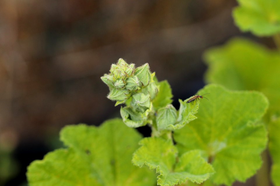 Hollyhock public domain IMG 1905