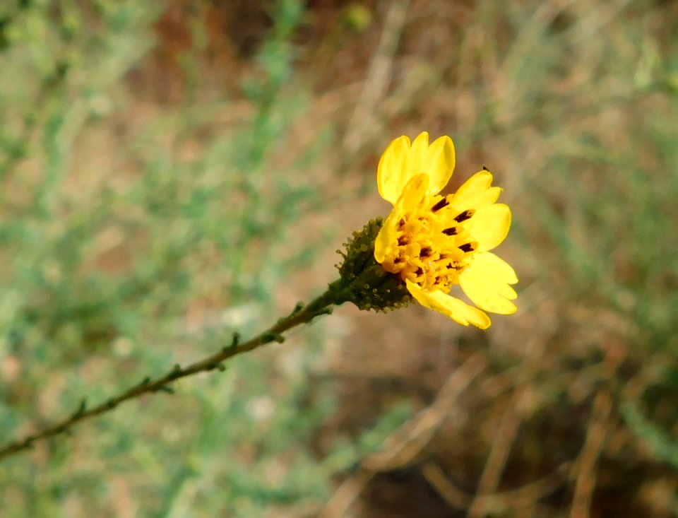Holocarpha virgata