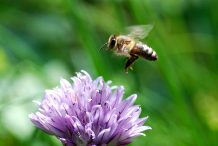 Honey bee flying