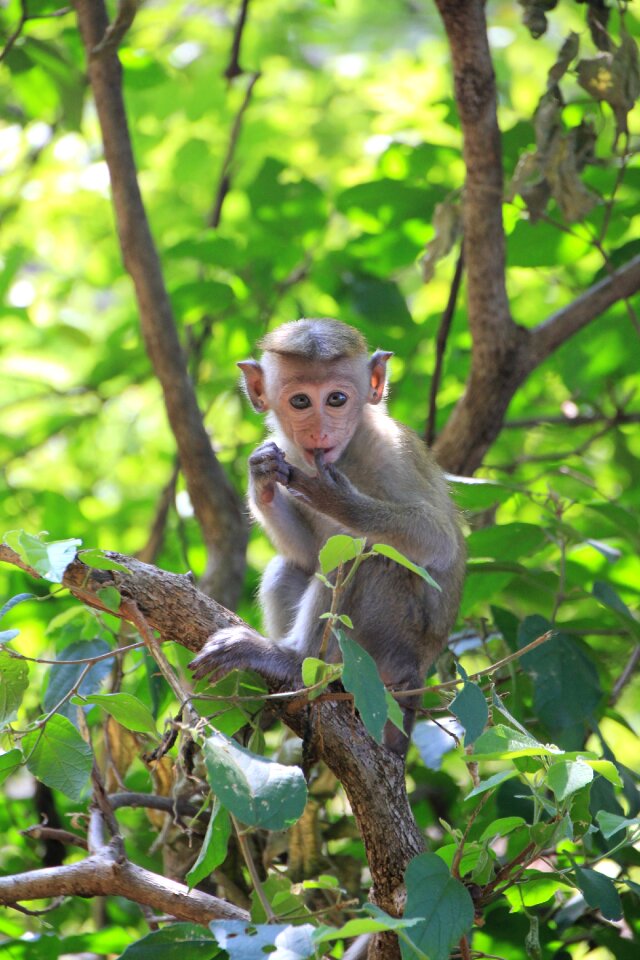 Animal primate nature
