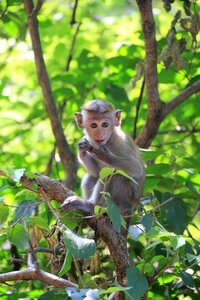 Animal primate nature photo