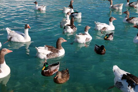 Animal peace nature