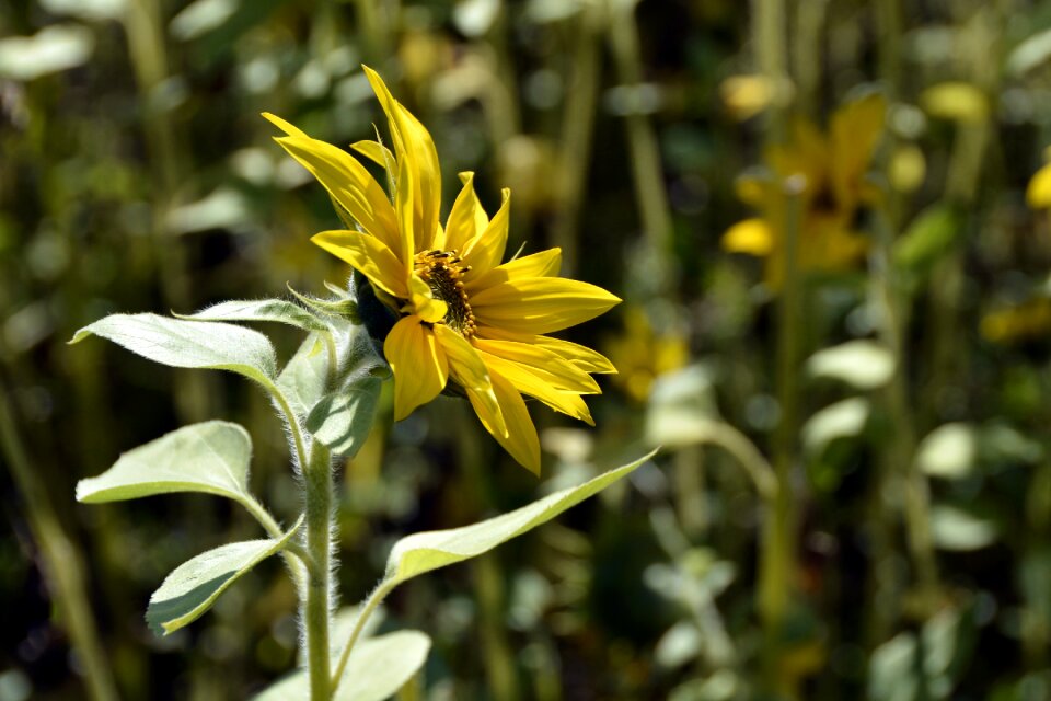 Summer flower plant