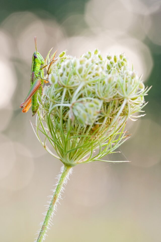 Macro meadow close up