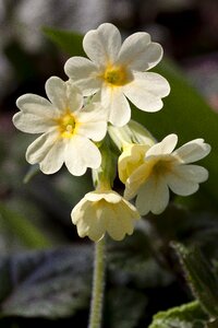 Bloom high primrose primula elatior