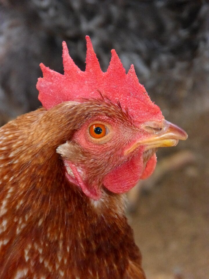 Crest chicken poultry