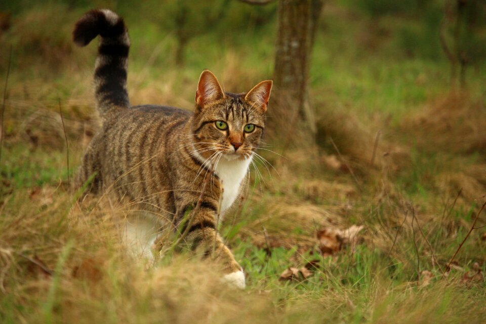 Mieze domestic cat tiger cat
