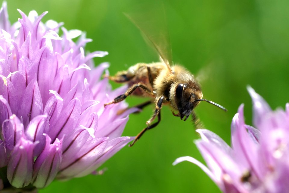 Honey bee departing