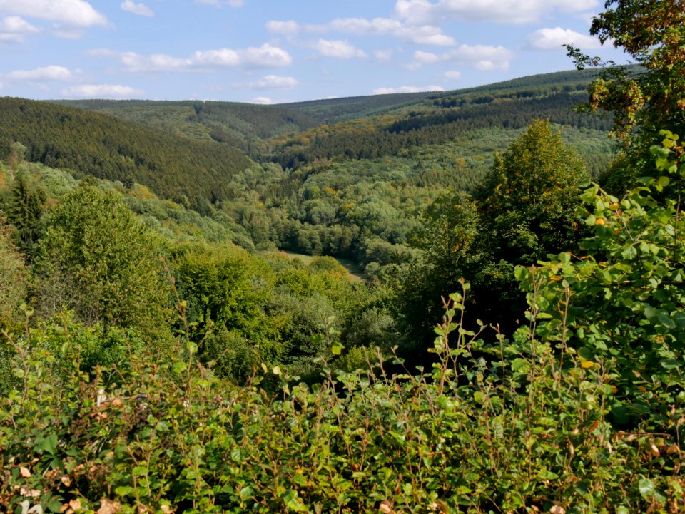 HolzerathNaturschutzgebietEnterbachtalH0a