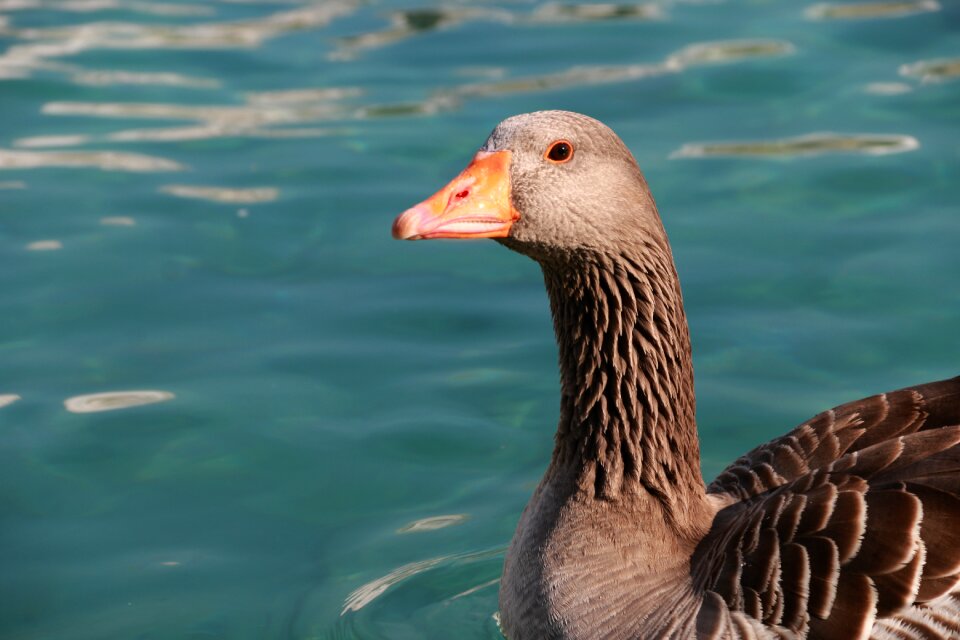 Animal peace nature