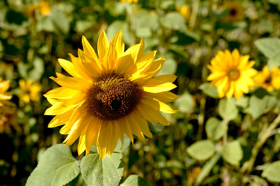 Summer flower plant