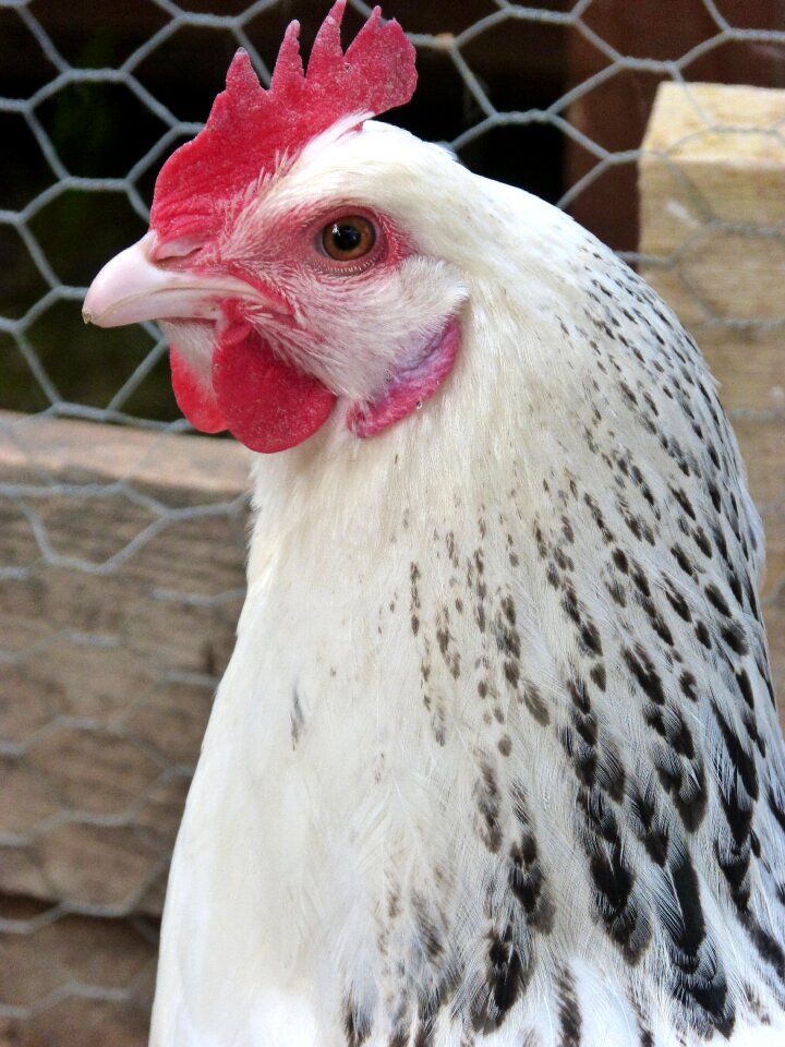 Crest chicken poultry