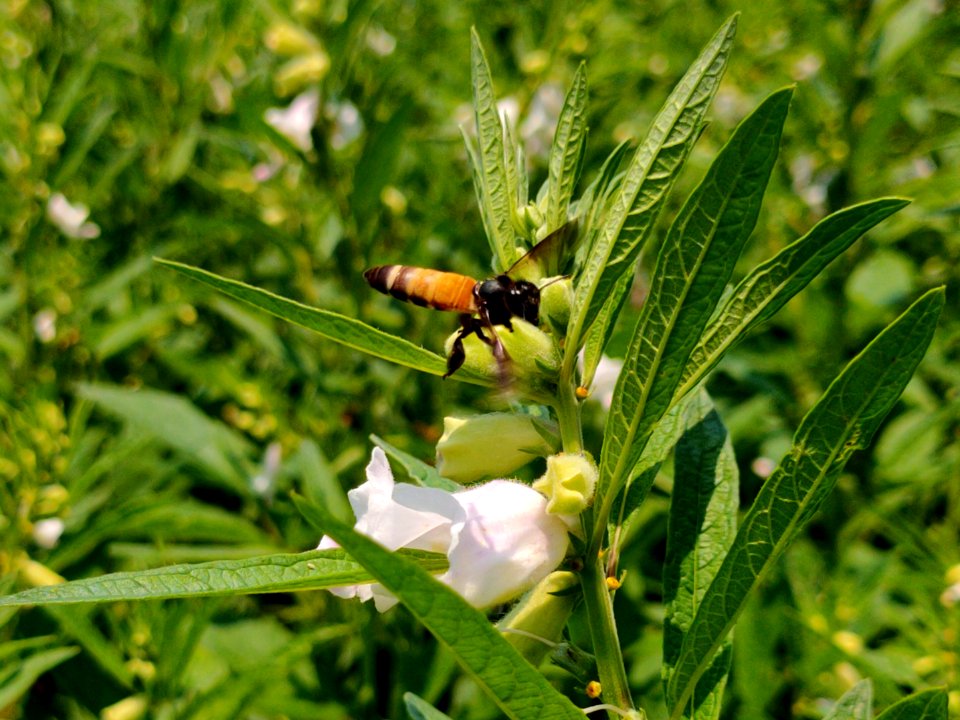 Honey bee collecting nectar from flower