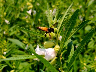 Honey bee collecting nectar from flower photo