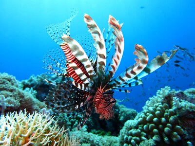 Sea reef ocean photo