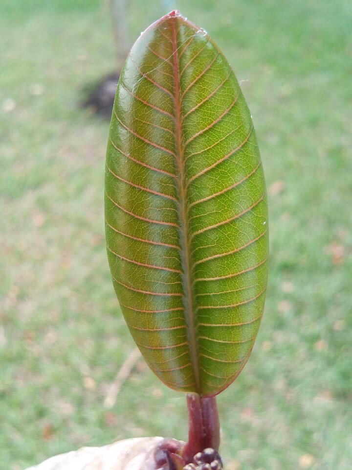 Green the amount of the light sprout