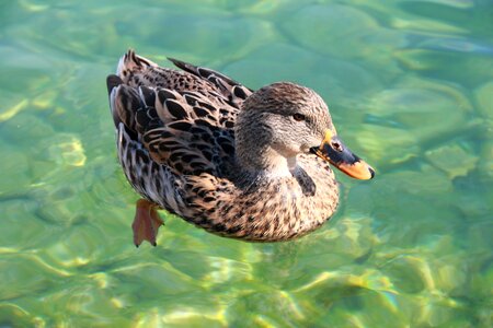 Animal peace nature
