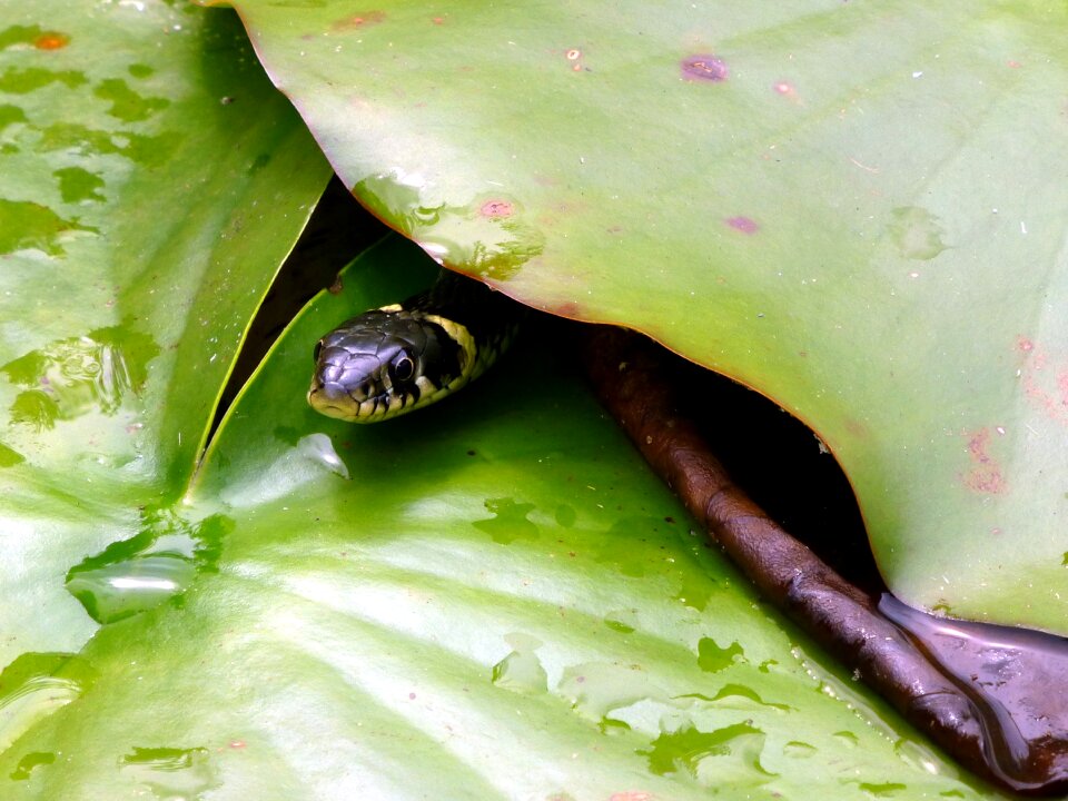 Snakehead garden pond nature