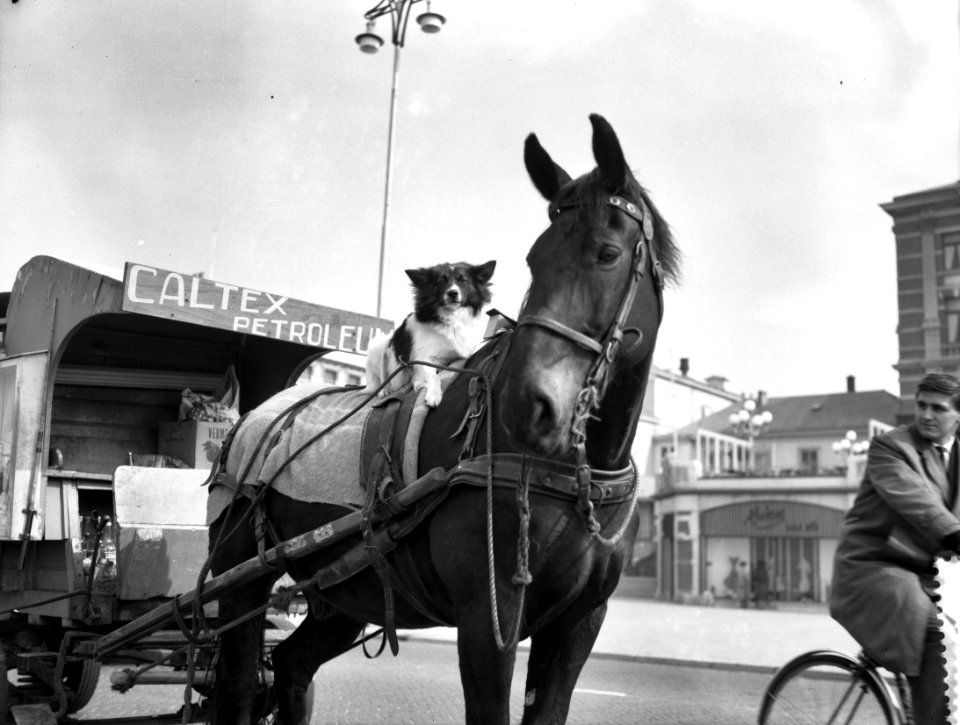 Hondje op de rug van een paard, Bestanddeelnr 909-4701