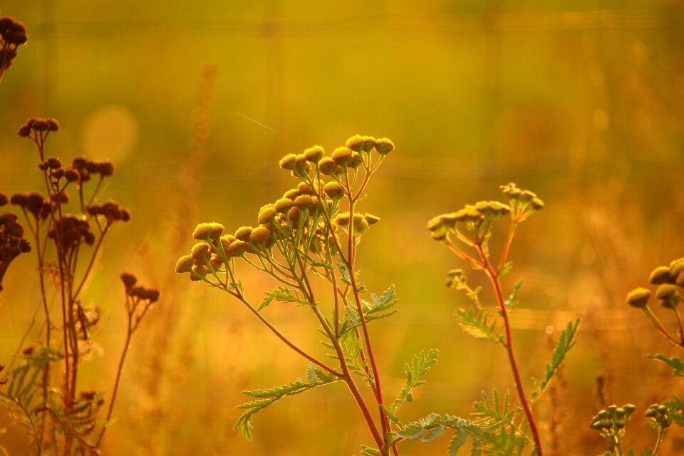 Moneywort nature autumn