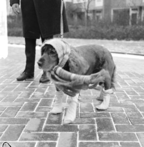 Honden, winter, kou, kleding, Bestanddeelnr 918-4702