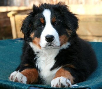 Puppy berner close up