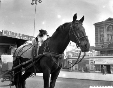 Hondje op de rug van een paard, Bestanddeelnr 909-4700