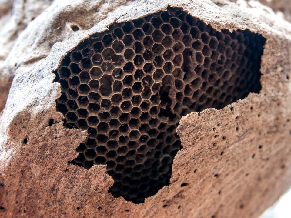 Honeycomb in Isla Margarita 2