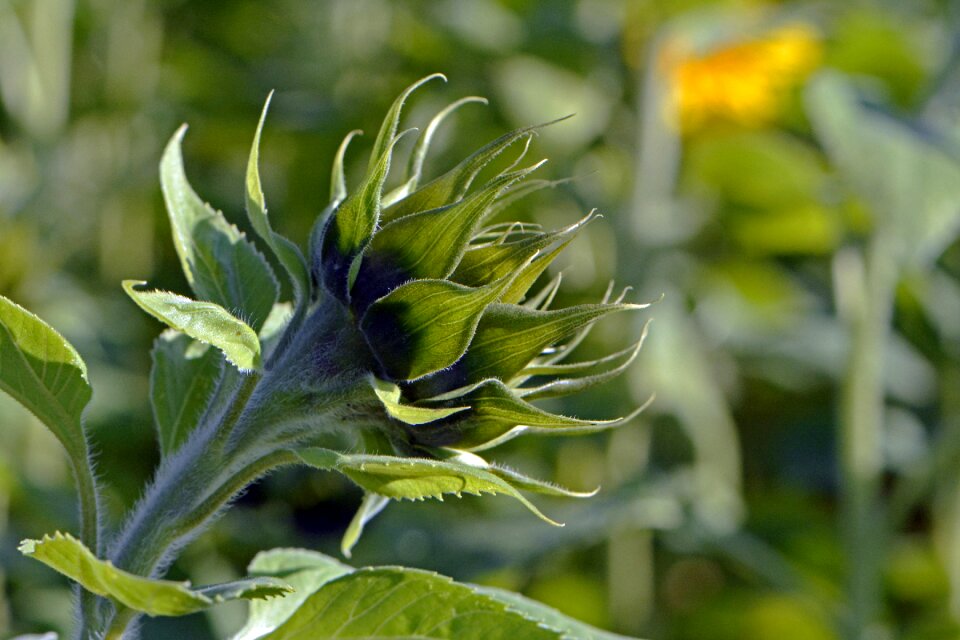 Flower plant nature